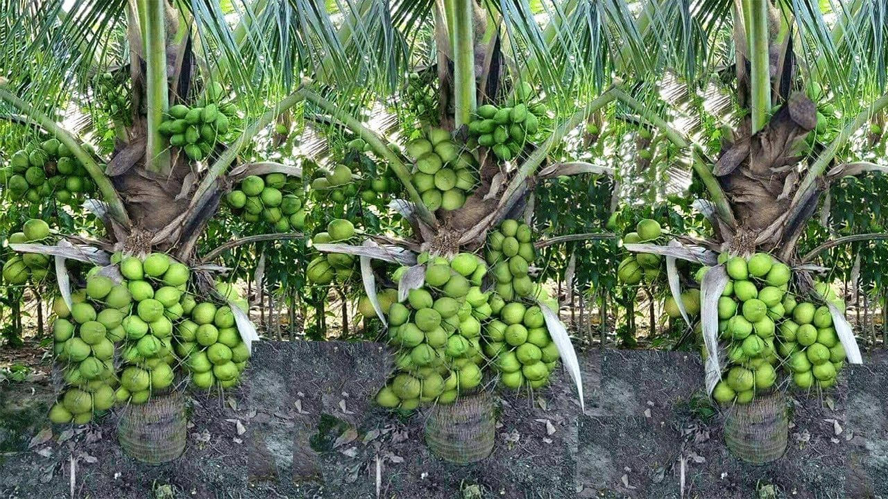 కొబ్బరి సాగు.. నిజంగా బంగారు పంటేనా? ఈ వివరాలు తెలుసుకోండి