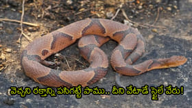 వెచ్చని రక్తాన్ని పసిగట్టే పాము.. దీని వేటాడే స్టైలే వేరు!