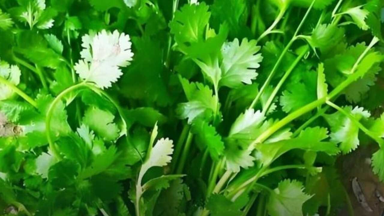 అయితే ప్రతి ఒక్కరూ కట్టలుగా కట్టి ఉన్న కొత్తిమీరను కొనుగోలు చేసి దానిని స్టోర్ చేసుకుంటారు. మీరు ఎప్పుడైనా ఆలోచించారా. అసలు కొత్తిమీరను కట్టలుగా కట్టి ఎందుకు అమ్ముతారో, దీనిని అలా అమ్మడానికి అనేక కారణాలు ఉన్నాయి అని చెబుతున్నారు. అవి ఏవో ఇప్పుడు మనం వివరంగా తెలుసుకుందాం.