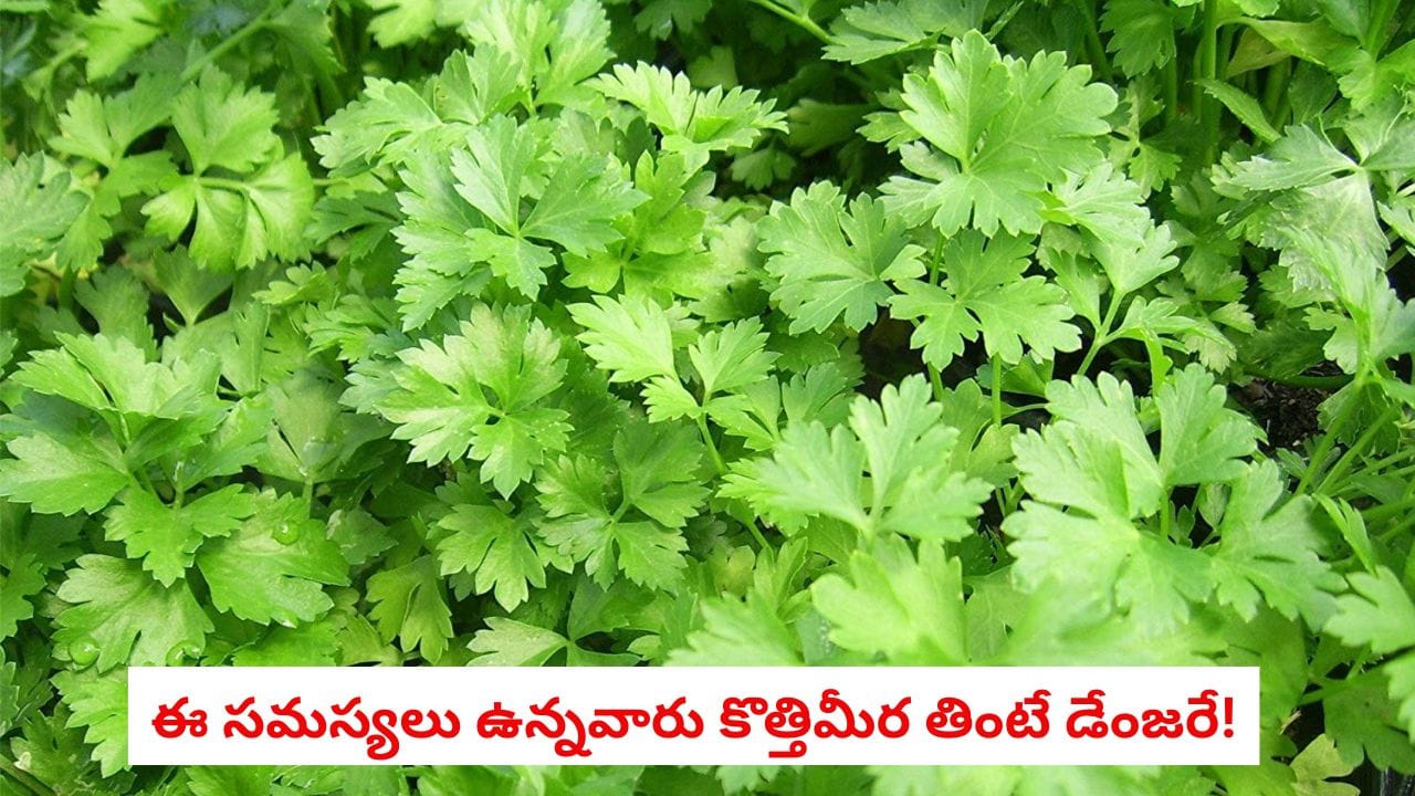 Coriander: కూరల్లో కొత్తిమీర చల్లుకుని తింటున్నారా?.. ఈ జబ్బులున్నవారికి ఈ ఆకులు యమ డేంజర్