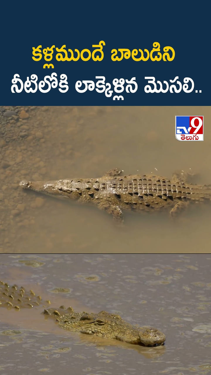 కళ్లముందే బాలుడిని నీటిలోకి లాక్కెళ్లిన మొసలి