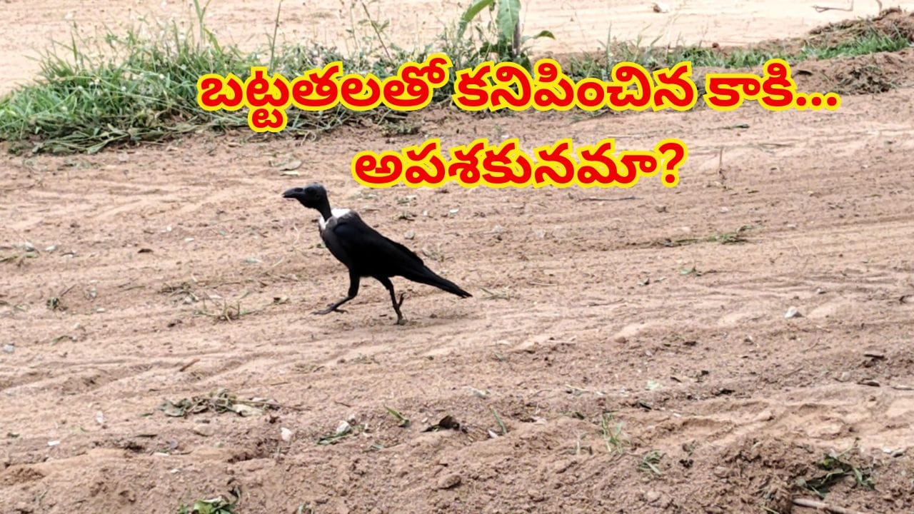 బట్టతలతో కనిపించిన కాకి… అపశకునమా? లేక ప్రకృతిలో జరిగే సహజ వింతా? నిపుణులు ఏం చెబుతున్నారో...