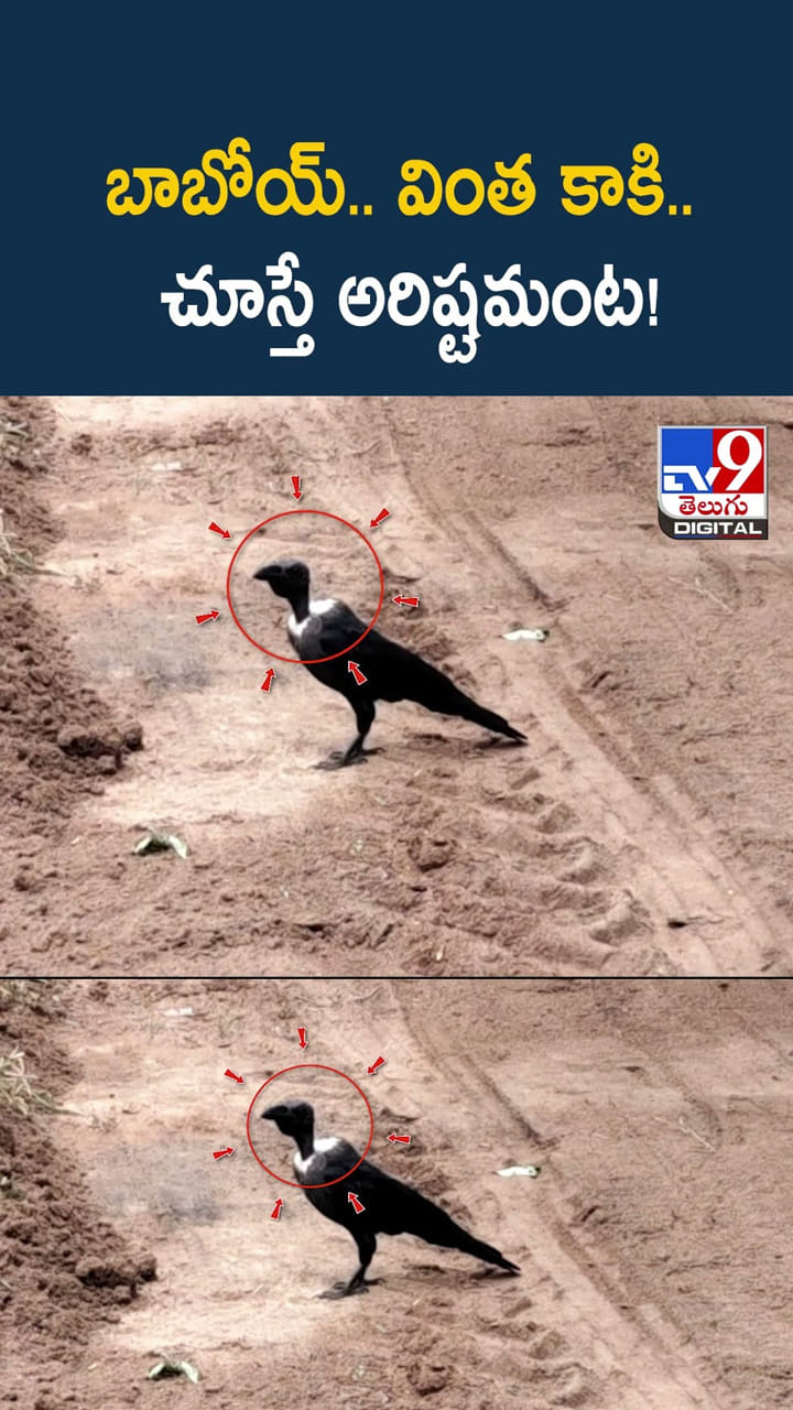 బాబోయ్‌.. వింత కాకి..చూస్తే అరిష్టమంట!