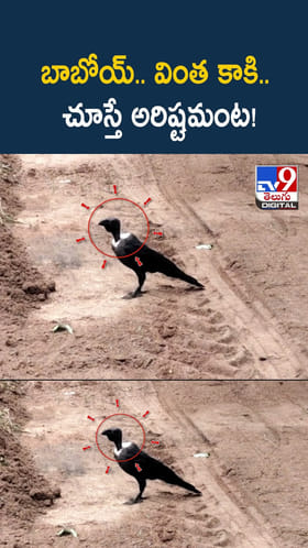 బాబోయ్‌.. వింత కాకి..చూస్తే అరిష్టమంట!