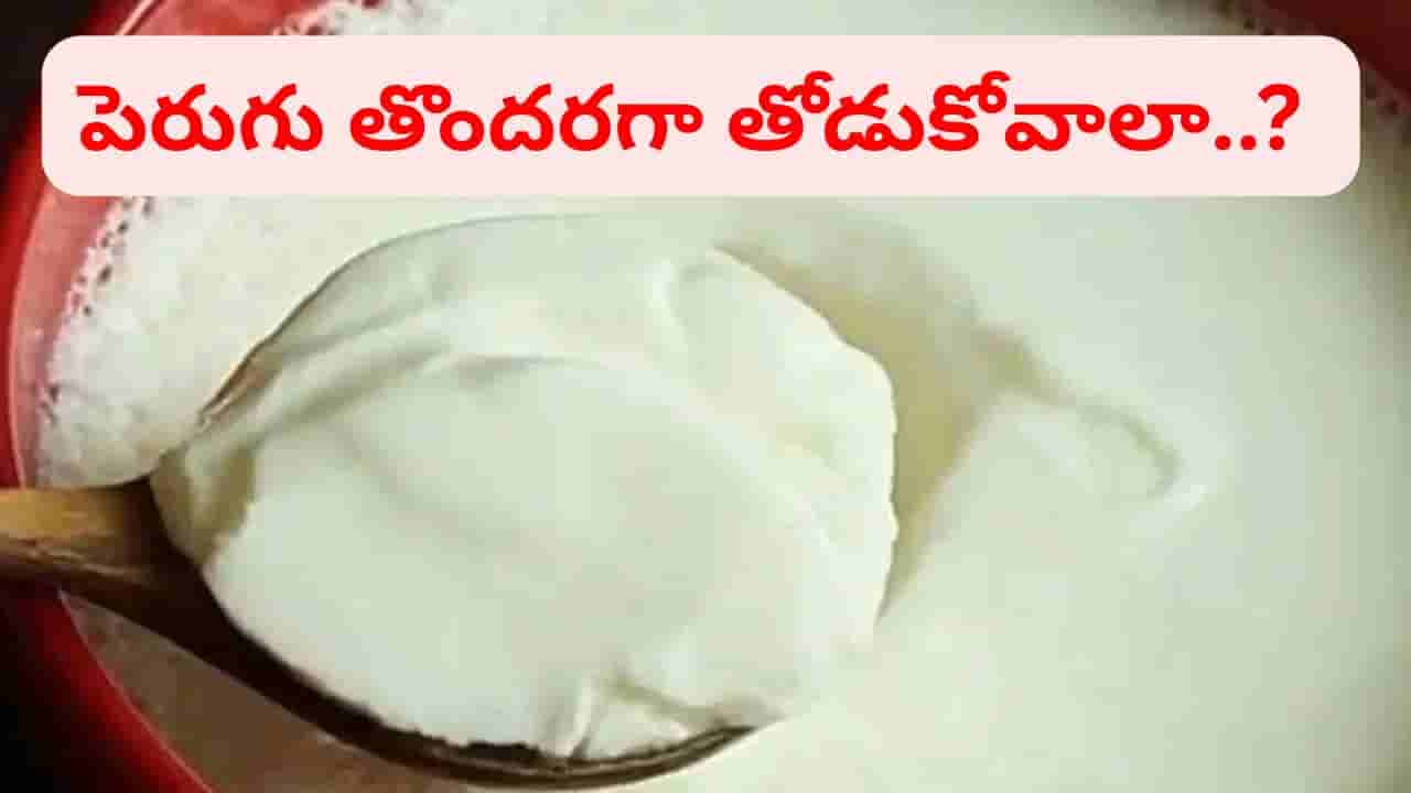 కేవలం 2-3 గంటల్లోనే పాలు తోడుకోవాలంటే ఇలా చేయండి.. తియ్యని గడ్డ పెరుగు మీ సొంతం..