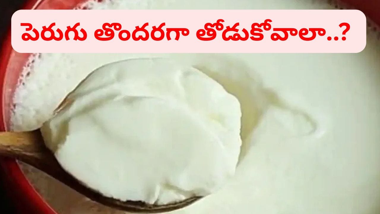 కేవలం 2-3 గంటల్లోనే పాలు తోడుకోవాలంటే ఇలా చేయండి.. తియ్యని గడ్డ పెరుగు మీ సొంతం..