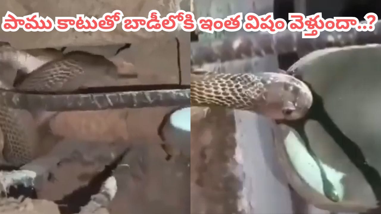 Video: గుండె గట్టిగా ఉన్నోళ్లే చూడండి.. పాము కాటేస్తే బాడీలోకి ఎంత విషం వెళ్తుందో తెలుసా..!