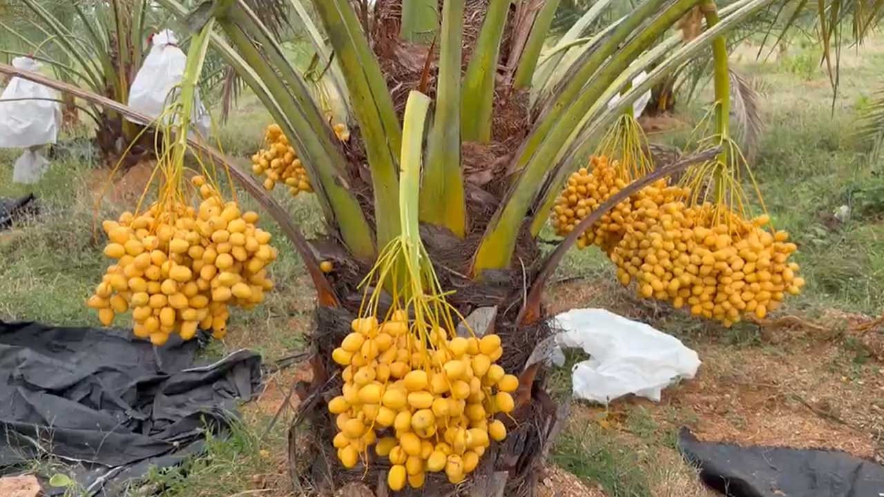 మెదక్ జిల్లాకి చెందిన ఓ రైతు, సాంప్రదాయ పంటల మూస ధోరణి వీడి, వినూత్న ప్రయోగంతో కోట్లలో లాభాలు అర్జిస్తున్నాడు. పూర్తి వివరాల్లోకి వెళ్తే..మెదక్ జిల్లా రామాయంపేట మండలానికి చెందిన సత్యనారాయణ అనే రైతు వ్యవసాయంలో సరికొత్త దారిని ఎంచుకున్నారు. తనకు ఉన్న 13 ఎకరాల వ్యవసాయ భూమిలో గతంలో ఎక్కువగా మలబార్, వేప, శ్రీగంధం చెట్లు పెంచేవాడు. ఒకసారి అనంతపూర్లో ఉన్న ఖర్జూర తోటను చూసి ఆకర్షణకు గురి అయ్యాడు..