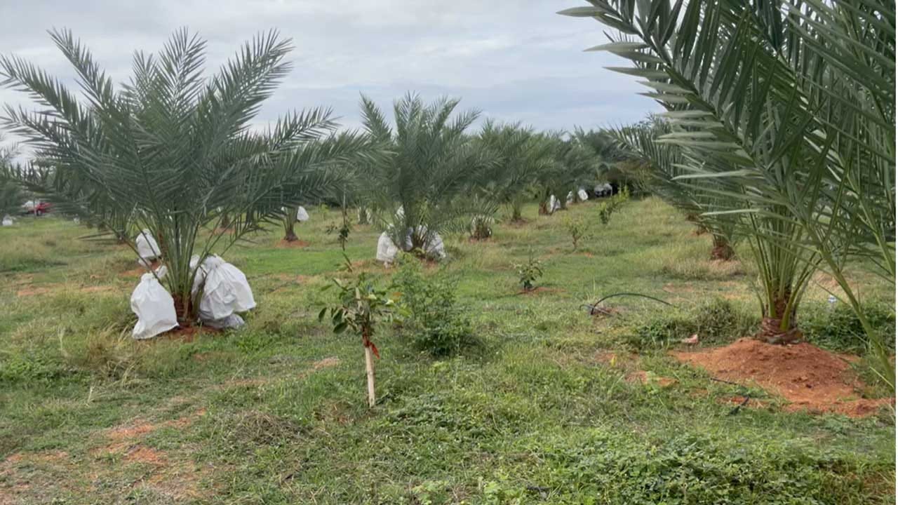 అదే పంటను మన తెలంగాణ కూడా పండించాలని నిర్ణయం తీసుకున్నాడు. కాగా మన తెలంగాణలో ఉండే వాతావరణంలో ఈ పంట పండించడం సాధ్యమే అనే విషయాన్ని తెలుసుకొని, 2019 సంవత్సరంలో తొలిసారిగా 280 మొక్కలను లండన్ నుంచి ఇక్కడికి దిగుమతి చేసుకుని తన వ్యవసాయ భూమిలో నాటారు. వాటిని చాలా జాగ్రత్తగా పెంచాడు.