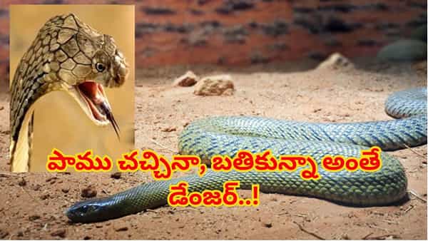 Snakes: పాము చనిపోయింది అనుకుంటే పొరపాటే.. తెగిన తల కూడా ఎగిరి కాటేస్తుంది! షాకింగ్ నిజం