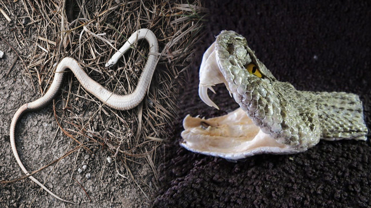 Snakes: బతికున్న పాము ఎంత ప్రమాదమో.. చనిపోయిన పాము కూడా అంతే డేంజర్! ఎందుకో తెలుసా?