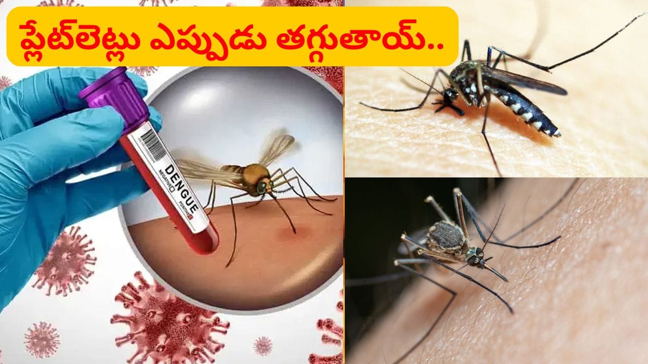 డెంగ్యూ జ్వరం వస్తే.. ప్లేట్‌లెట్లు ఎప్పుడు తగ్గుతాయ్.. రక్తంతోపాటు ఈ సంకేతాలు యమడేంజర్ | Dengue Platelet Count Explained in Telugu, When Do Platelets Drop? Warning Signs and Tips
