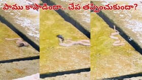 ప్రకృతి వింత.. చనిపోతున్న చేపకు ప్రాణం పోసిన పాము.. వీడియో ..