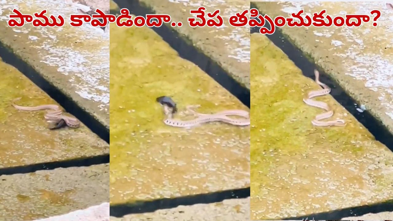 Viral Video: ప్రకృతి వింత.. చనిపోతున్న చేపకు ప్రాణం పోసిన పాము.. వీడియో చూస్తే అవాక్కే..