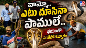 వామ్మో.. ఎటు చూసినా పాములే.. భయంతో వణకిపోతున్నారు!