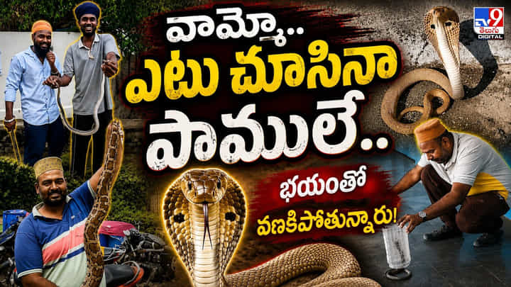 వామ్మో.. ఎటు చూసినా పాములే.. భయంతో వణకిపోతున్నారు! వామ్మో.. ఎటు చూసినా పాములే.. భయంతో వణకిపోతున్నారు!