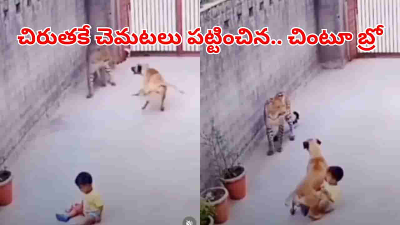 Viral Video: దమ్ముంటే టచ్ చేయ్రా.. చిరుతకు చింటూ బ్రో సవాల్.. వీడియో చూస్తే గూస్బంప్స్ అంతే!