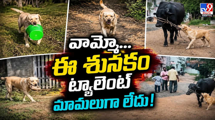వామ్మో... ఈ శునకం ట్యాలెంట్ మామలుగా లేదు! వామ్మో... ఈ శునకం ట్యాలెంట్ మామలుగా లేదు!