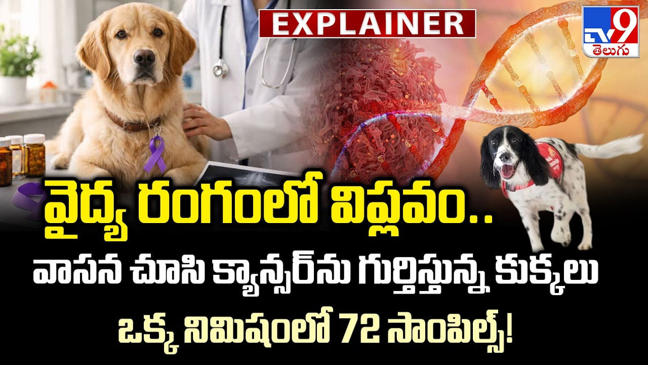 వైద్య రంగంలో విప్లవం.. వాసన చూసి క్యాన్సర్ను గుర్తిస్తున్న కుక్కలు.. ఒక్క నిమిషంలో 72 సాంపిల్స్ వైద్య రంగంలో విప్లవం.. వాసన చూసి క్యాన్సర్ను గుర్తిస్తున్న కుక్కలు.. ఒక్క నిమిషంలో 72 సాంపిల్స్