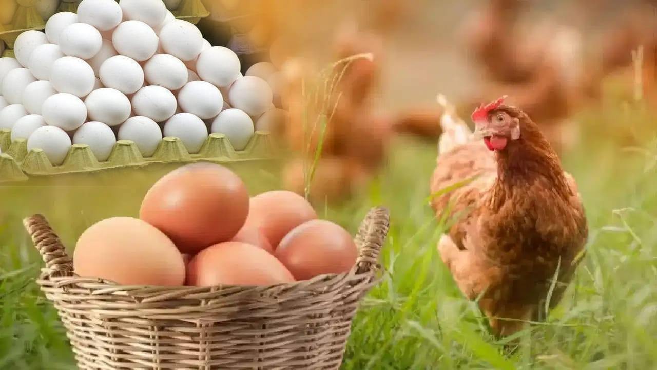 Egg Price: భారీగా పెరుగుతున్న కోడి గుడ్డు ధర.. కారణం ఏంటో తెలుసా..?