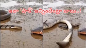 భారీ పాముకే షాకిచ్చిన చేప.. వీడియో చూస్తే మైండ్ బ్లాక్