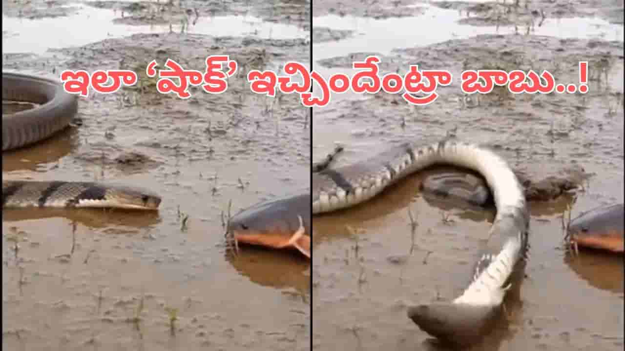 Video: ఒళ్ళు గగుర్పొడిచే సీన్.. భారీ పాముకే షాకిచ్చిన చేప.. వీడియో చూస్తే మైండ్ బ్లాక్ అవ్వాల్సిందే..!