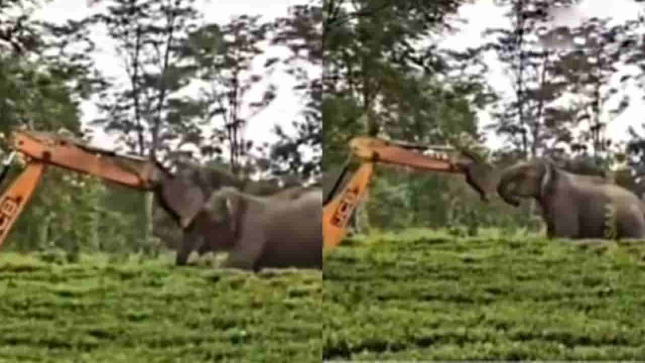 Viral Video: ఎంత ధైర్యం.. నా ఏరియాలోకి వస్తావా.. జేసీబీతో ఢీ అంటే ఢీ అంటున్న గజరాజు..!