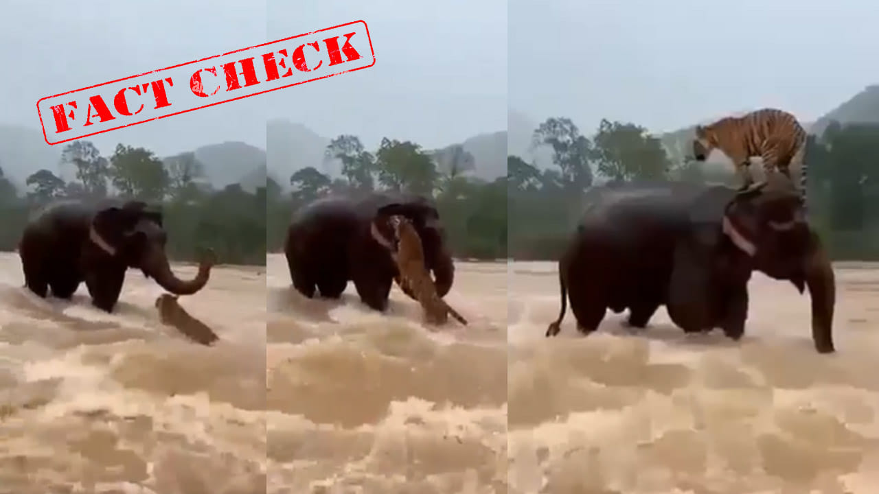 Viral Video: వరదలో కొట్టుకుపోతున్న పులిని రక్షించిన ఏనుగు..! చివర్లో భారీ ట్విస్ట్
