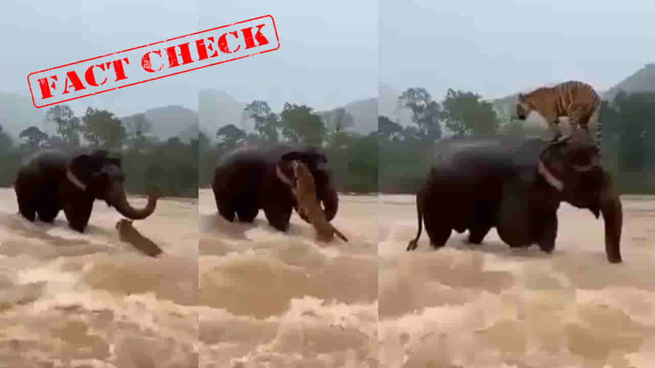 Viral Video: వరదలో కొట్టుకుపోతున్న పులిని రక్షించిన ఏనుగు..! చివర్లో భారీ ట్విస్ట్