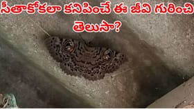 ఏలూరులో ప్రత్యక్షమైన ఈ వింత జీవి గురించి మీకు తెలుసా?
