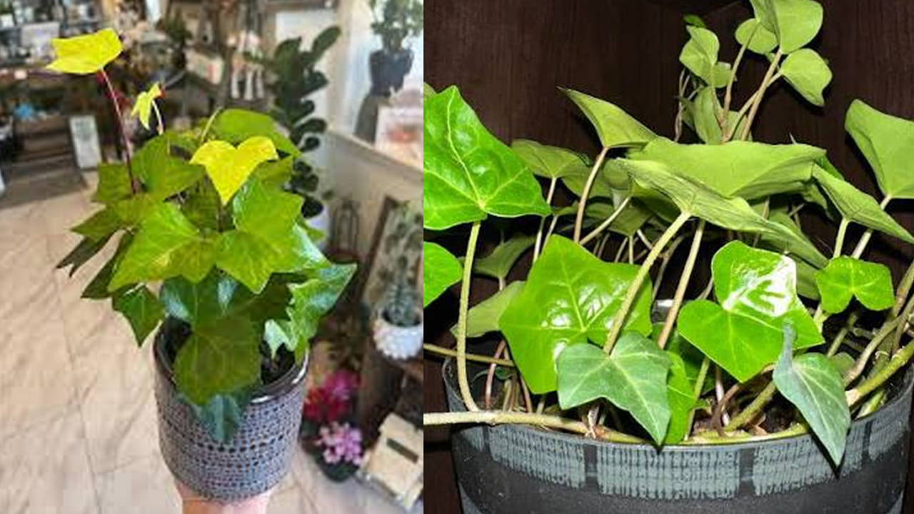 ఇంట్లో బూజును నివారిస్తుంది (Reduces Mold): చాలామంది ఇళ్లల్లో ముఖ్యంగా వర్షాకాలంలో లేదా తేమ ఎక్కువగా ఉన్నప్పుడు గోడలకు, మూలలకు బూజు పట్టడం చూస్తుంటాం. ఈ బూజు వల్ల అలర్జీలు వస్తాయి. ఇంగ్లీష్ ఐవీ మొక్క గదిలో ఉండే అదనపు తేమను (Moisture) పీల్చుకుంటుంది. దీనివల్ల ఇంట్లో బూజు పట్టే సమస్య ఉండదు.