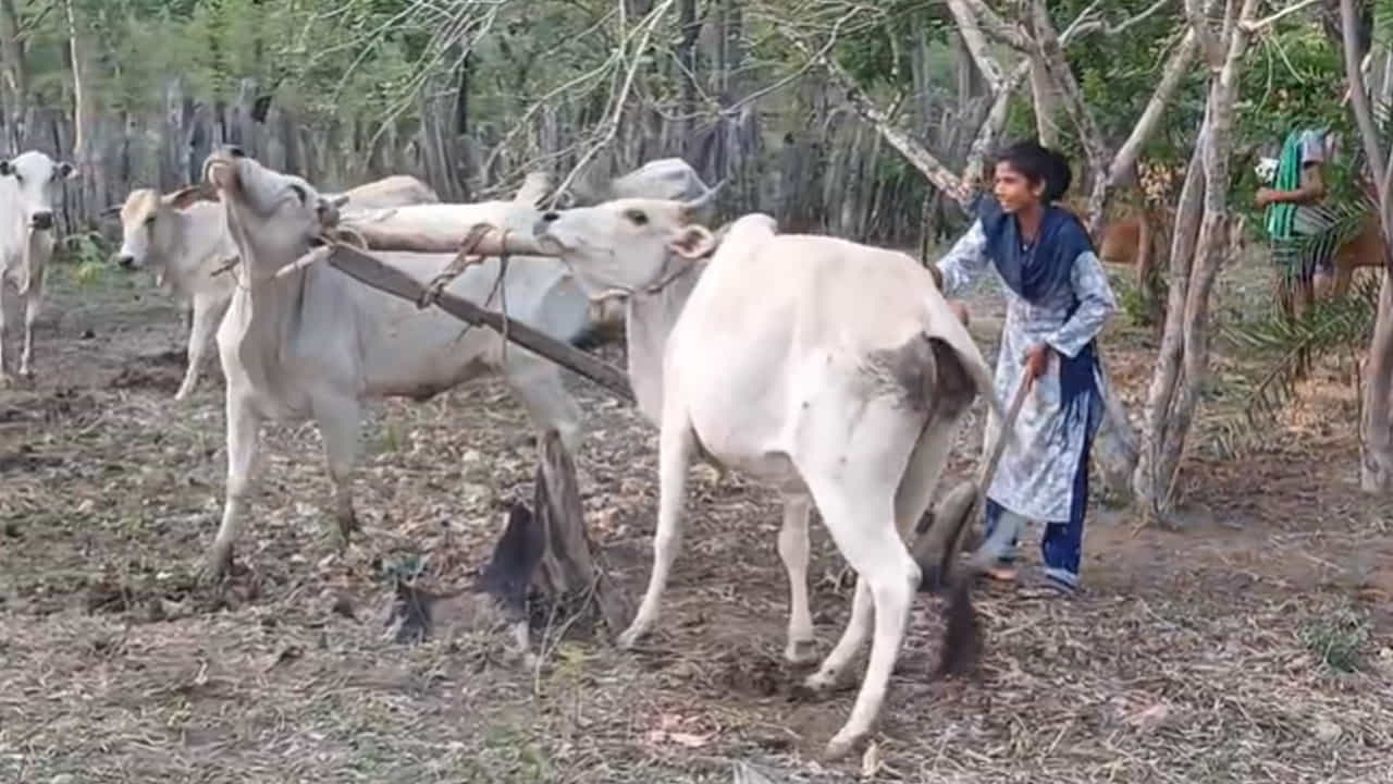 వివాహమైన రెండేళ్లకే తన భర్త కర్రెగుట్టల్లో జరిగిన ఎదురుకాల్పుల్లో మృతి చెందినట్లు తెలిపారు. ప్రభుత్వం ప్రకటించిన నాలుగు లక్షల రివార్డుతో పాటు ఇందిరమ్మ కేటాయిస్తే తన కుటుంబ సభ్యులతో ప్రశాంత జీవనం కొనసాగిస్తానని అధికారులను వేడుకుంటుంది.