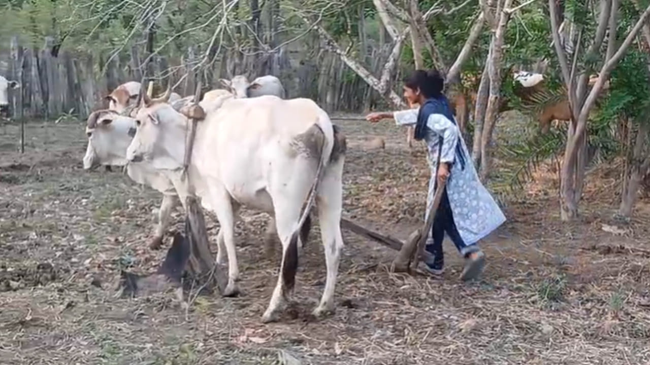 నాడు గన్.. నేడు నాగలి.. వ్యవసాయం పనుల్లో మహిళా మావోయిస్టు