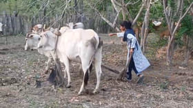 నాడు గన్.. నేడు నాగలి.. వ్యవసాయం పనుల్లో మహిళా మావోయిస్టు