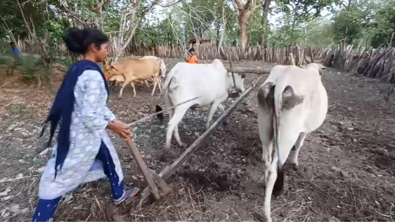 నాడు తుపాకీలు పట్టుకొని, అడవుల్లో ఉంటూ, పోరాటాలు చేసిన ఎంతో మంది మావోయిస్టులు ఇప్పుడు లొగిపోయి, ప్రశాంతమైన జీవితం సాగిస్తున్నారు. అందులో ఈ మహిళా మావోయిస్టు కూడా ఒకరు. నాడు గన్ పట్టిన ఈమె నేడు చేతిలో నాగలి పట్టుకొని వ్యవసాయం పనులు చేస్తుంది. కాగా, ఈమె గురించి ఇప్పుడు మనం వివరంగా తెలుసుకుందాం.