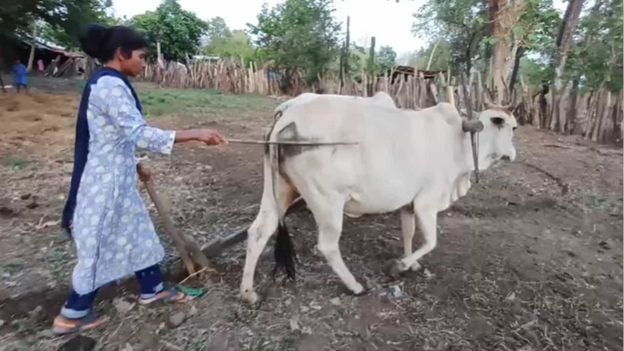 మొన్నటి వరకు అడవుల్లో ఆయుధాలు చేత బట్టుకొని తిరిగిన మాజీ మావోయిస్టులు.. లొంగిపోయిన తర్వాత..జన జీవన స్రవంతి లో కలిసి..వారికి నచ్చిన పని చేస్తూ జీవనం సాగిస్తున్నారు. AK -47 పట్టిన చేతులతోనే నేడు నాగలి పట్టి జీవనం కొనసాగిస్తుంది లొంగిపోయిన మహిళా మావోయిస్ట్ పోడియం లక్ష్మి. పేదలకు కోసం పోరాటాలు చేసి న్యాయం చేయాలనే ఉద్దేశంతో విప్లవ బాట పట్టి మావోయిస్టు పార్టీలో అనేక పోరాటాలు నిర్వహించింది.