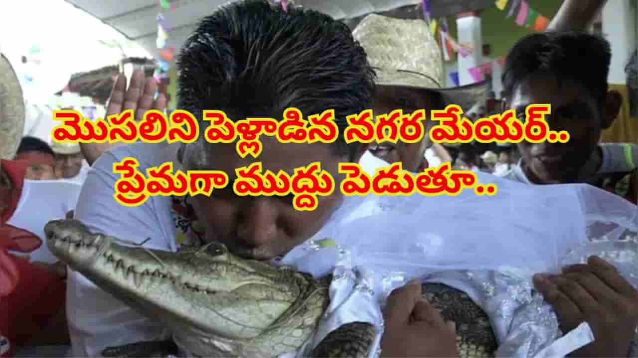 ఓరీ దేవుడో ఇదెక్కడి విడ్డూరం.. ఆడపిల్లే దొరకనట్టు మొసలిని పెళ్లాడిన మేయర్.. తెల్లటి గౌను వేసి ఘనంగా వివాహ వేడుక