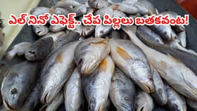 ఎల్ నినో ఎఫెక్ట్.. సముద్రంలో చేపల ఉత్పత్తిపై తీవ్ర ప్రభావం..