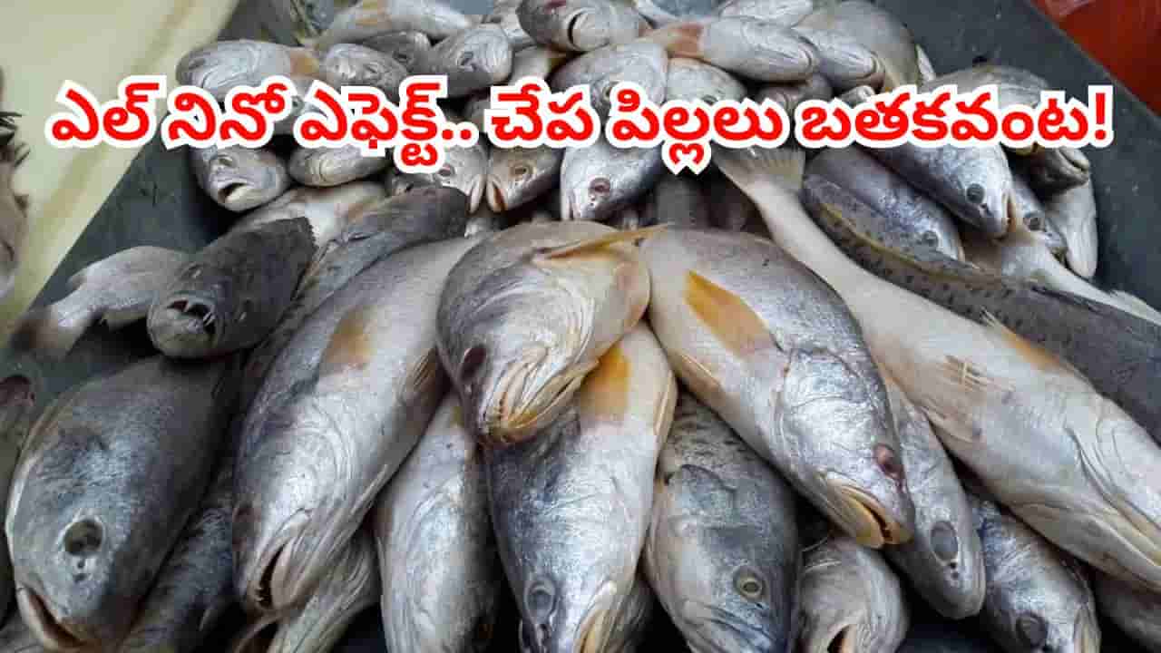 ఎల్ నినో ఎఫెక్ట్.. సముద్రంలో ఆహారం కొరత.. ఆ చేపల ఉత్పత్తిపై తీవ్ర ప్రభావం..