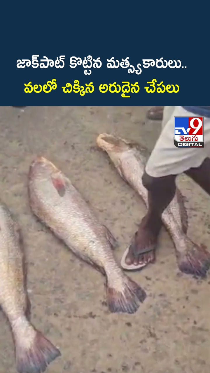 జాక్‌పాట్‌ కొట్టిన మత్స్యకారులు..వలలో చిక్కిన అరుదైన చేపలు