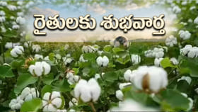 రైతన్నకు అదిరిపోయే గుడ్‌న్యూస్.. ఉచితంగా విత్తనాలు!