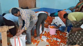 ఫ్రీ.. ఫ్రీ.. రండి బాబు రండి..! రైతులకు గిట్టుబాటులేక టమాటాలు ఉచితంగా పంపిణీ