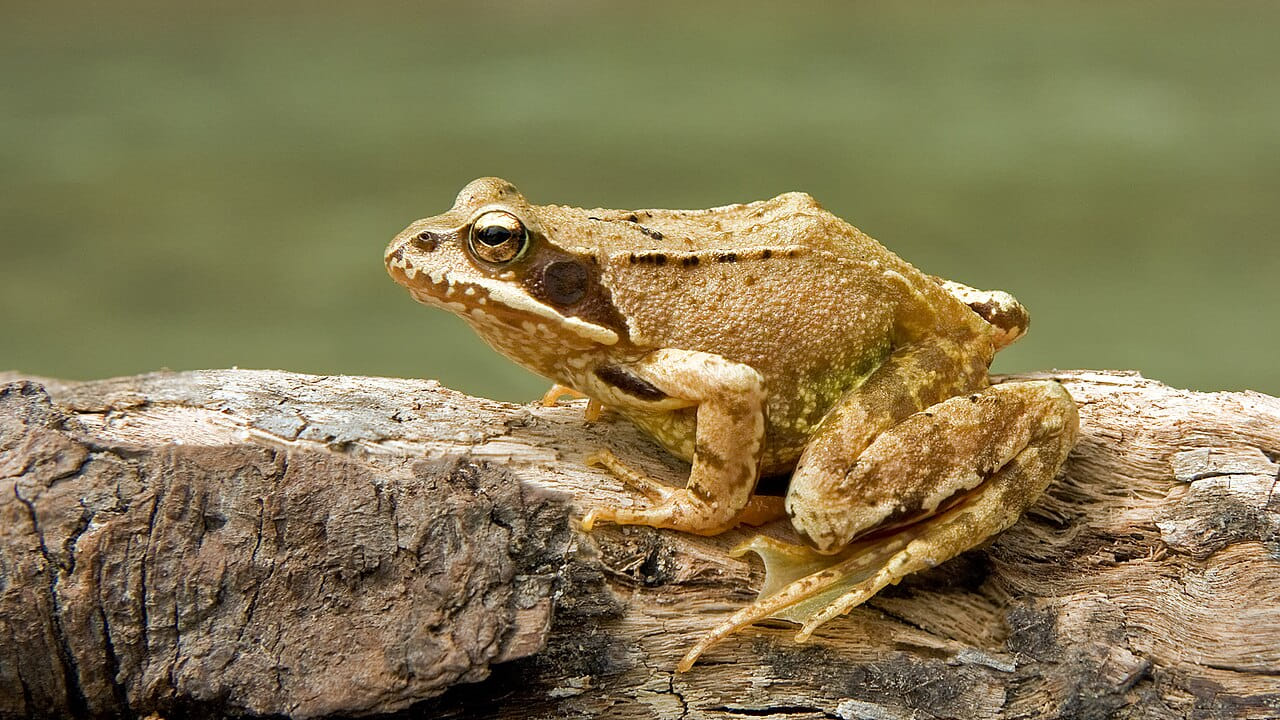 Frogs: కప్పలు ఏడాది పొడవునా భూగర్భంలో ఎలా జీవిస్తాయి? వర్షాకాలంలో అకస్మాత్తుగా ఎక్కడి నుంచి బయటకు వస్తాయి?