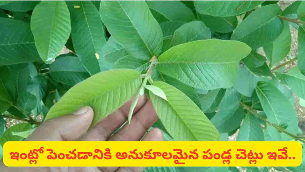 Vastu Tips: ఇంట్లో ఈ పండ్ల చెట్లు పెంచితే ఐశ్వర్యం.. ఈ చెట్లను మాత్రం దూరంగా ఉంచాలని వాస్తు సూచన!