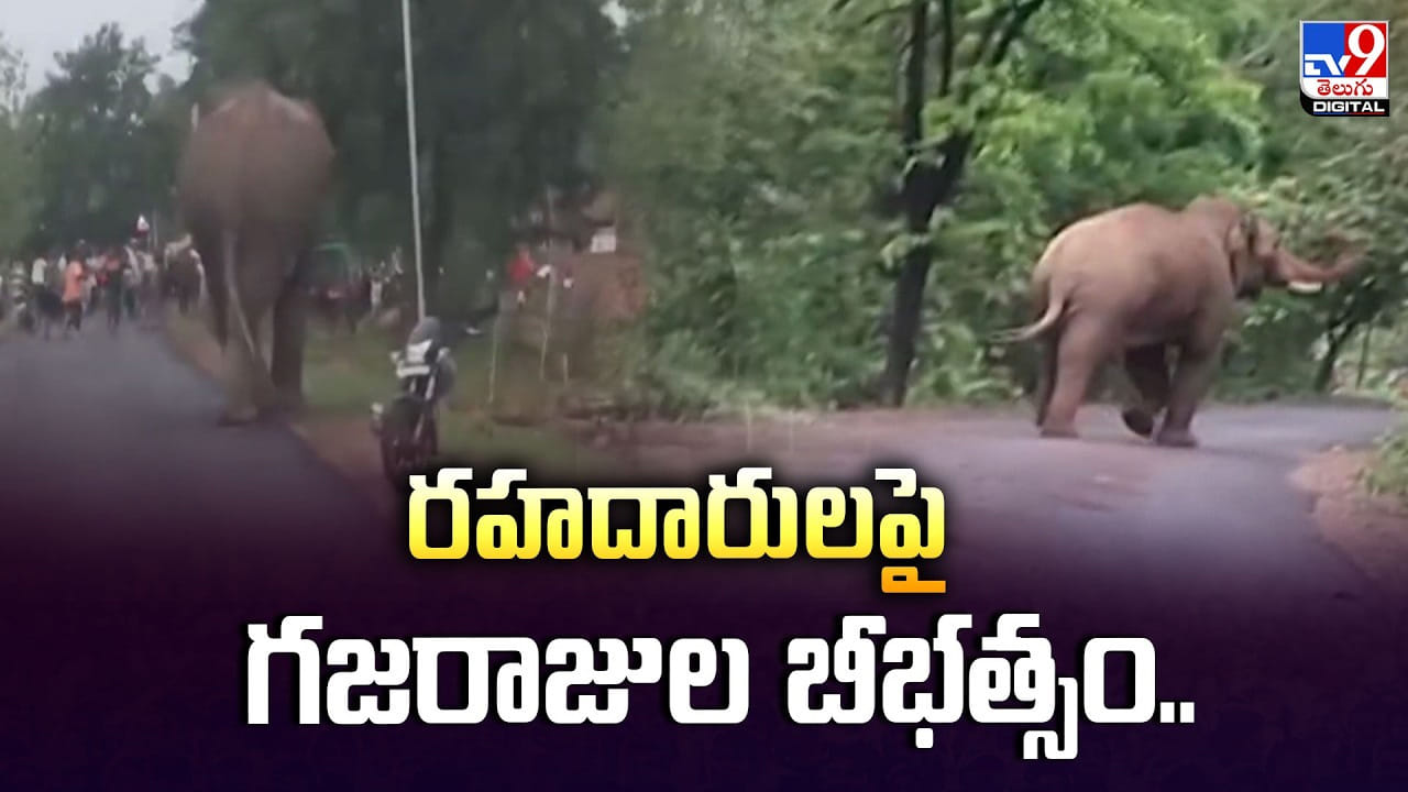 రహదారుల పై గజరాజుల బీభత్సం వీడియో రహదారుల పై గజరాజుల బీభత్సం వీడియో