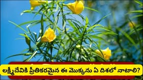 ఈ మొక్క లక్ష్మీదేవికి ప్రతీక.. ఇంట్లో నాటితే సంపద, ఐశ్వర్యం...