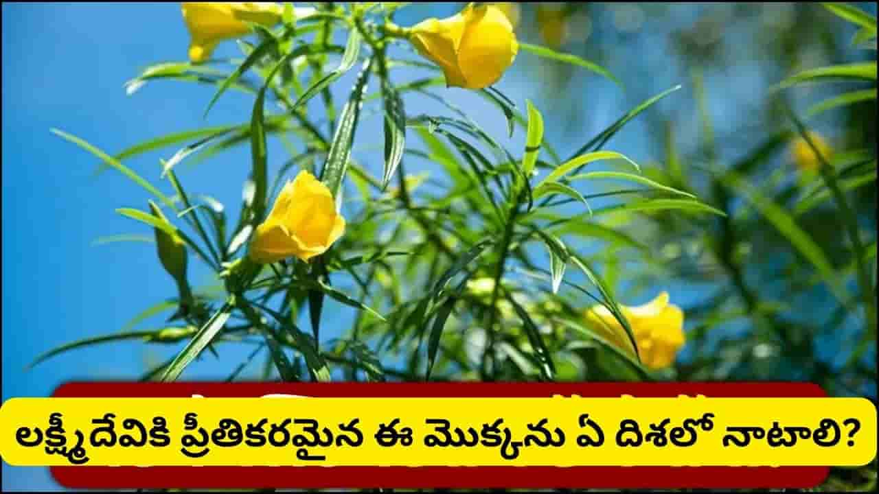 Vastu Tips: ఈ మొక్క లక్ష్మీదేవికి ప్రతీక.. ఇంట్లో నాటితే సంపద, ఐశ్వర్యం పెరుగుతాయని వాస్తు చెబుతోంది!
