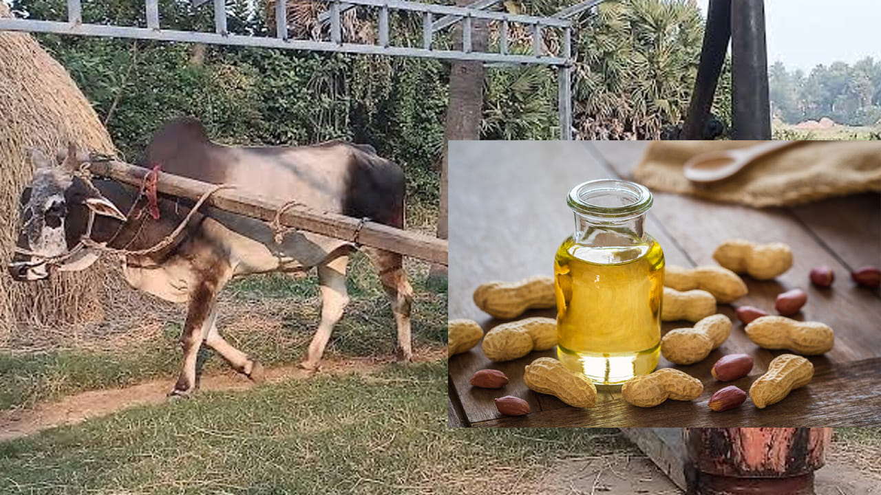 గానుగ ఆయిల్ గురించి ప్రత్యేకించి చెప్పాల్సిన అవసరం లేదు ఎందుకంటే, పాత రోజుల్లో వీటినే ఎక్కువగా వాడేవాళ్లు. ఇక  ప్రస్తుత కాలంలో మారుతున్న జీవనశైలిలో రక రకాల నూనెలు వస్తుంది. రిఫైన్డ్‌ చేసిన ప్లాస్టిక్‌ కవర్లలో ఇప్పుడు మనకి దొరుకుతున్నాయి. అయితే, ఇది వరకు రోజుల్లో ఎద్దుల సాయంతోనే ఈ నూనెను తయారు చేసేవాళ్లు. మరి, ఇప్పుడు దీనిని వాడొచ్చా? 