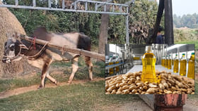 గానుగ ఆడించిన నూనెను వంటల్లో వాడొచ్చా?