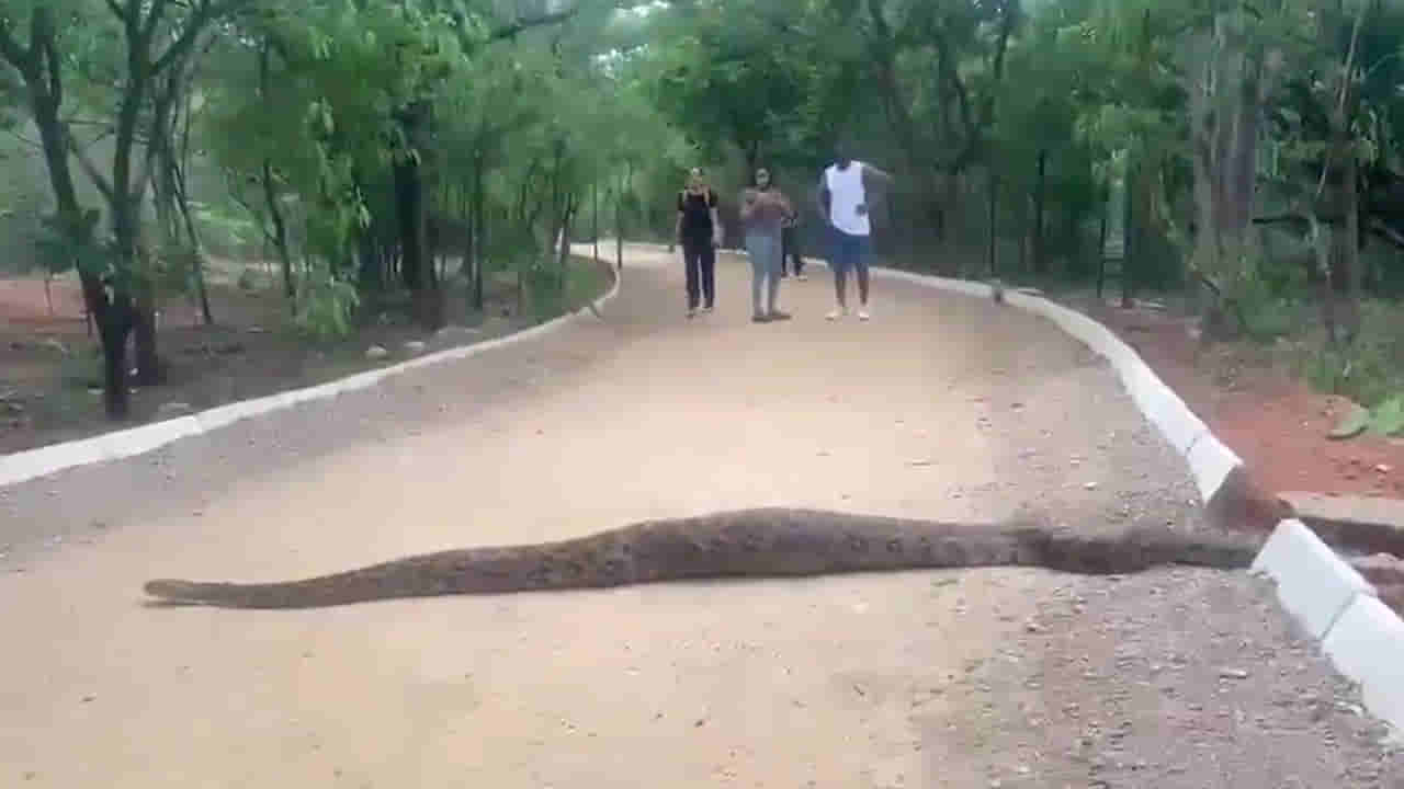 Hyderabad: కేబీఆర్ పార్కులో 12 అడుగుల పైథాన్.. పామును చూసి ఉలిక్కిపడ్డ వాకర్స్!